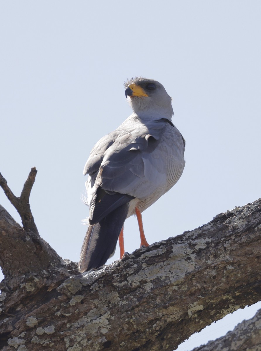 Autour à ailes grises - ML619840636