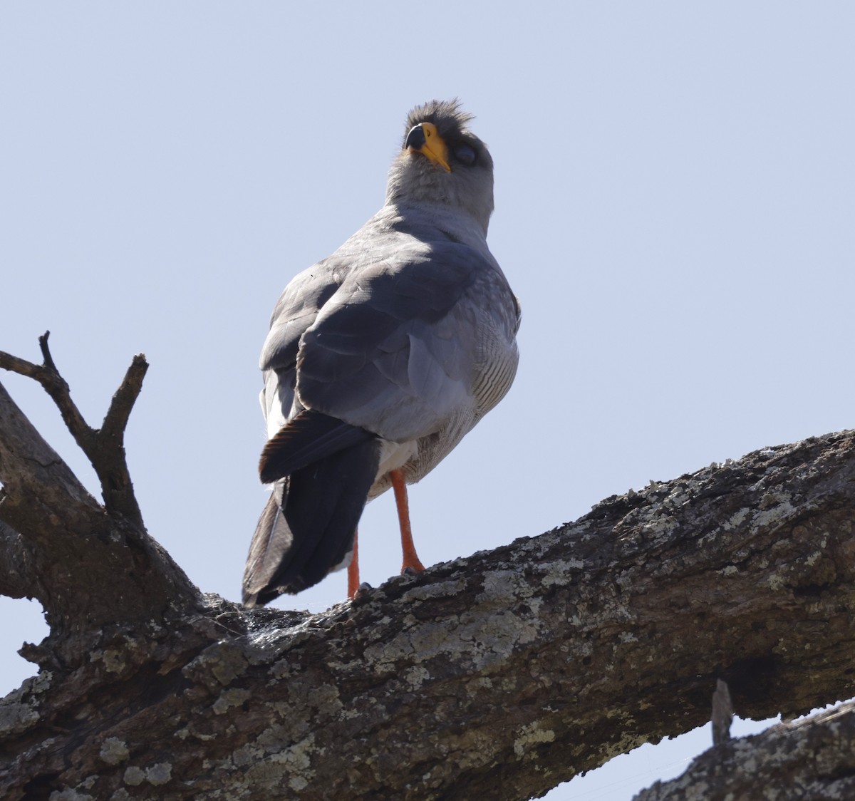 Weißbürzel-Singhabicht - ML619840637