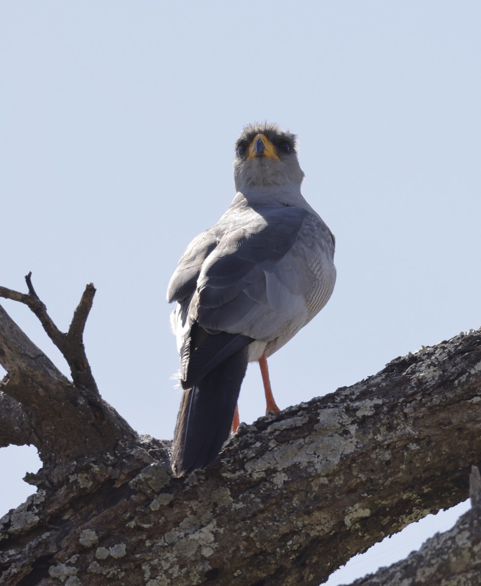 Eastern Chanting-Goshawk - ML619840638