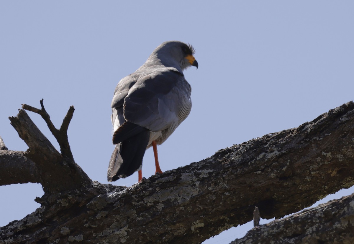 Eastern Chanting-Goshawk - ML619840639