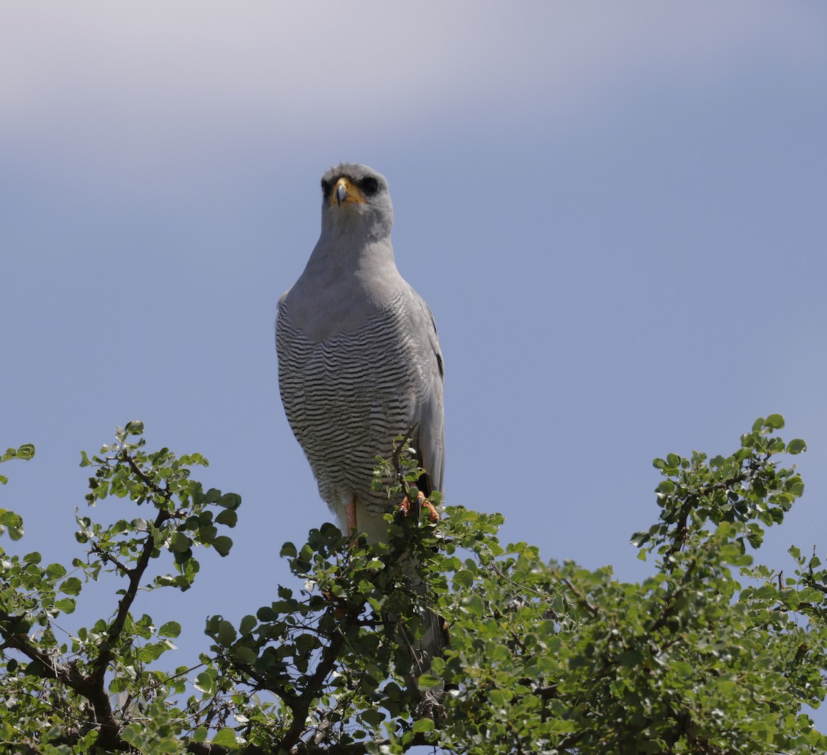 Autour à ailes grises - ML619840640