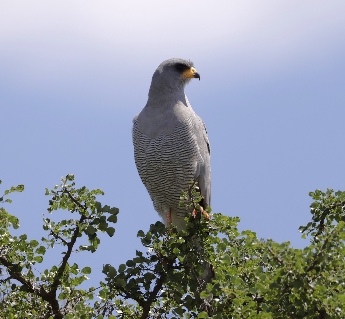 Eastern Chanting-Goshawk - ML619840641