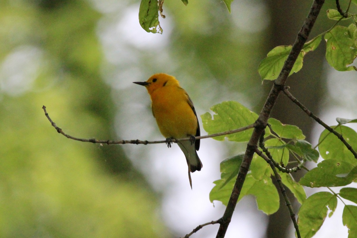 Prothonotary Warbler - ML619840650