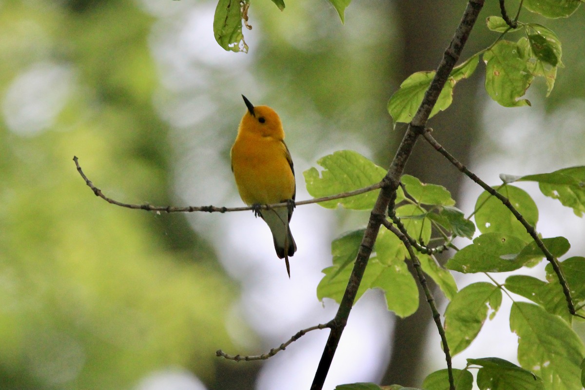 Prothonotary Warbler - ML619840651