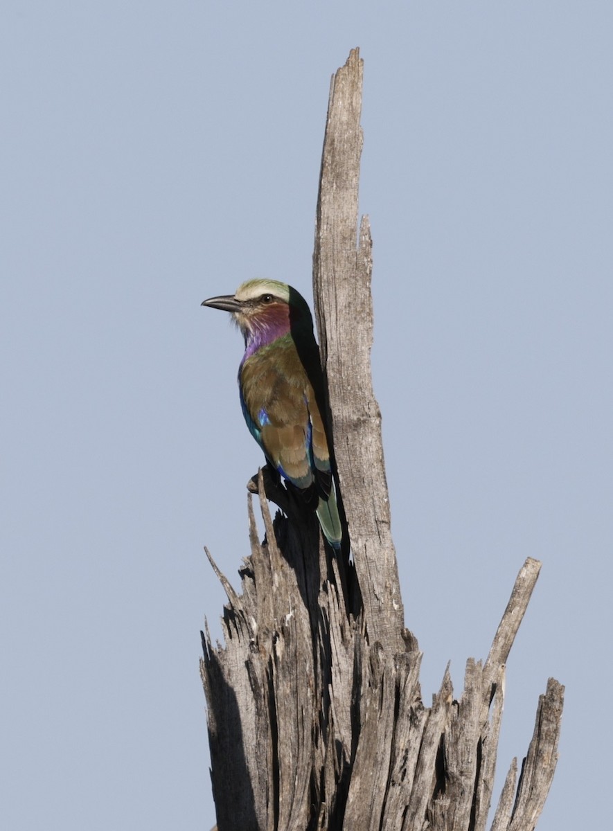 Lilac-breasted Roller - ML619840658