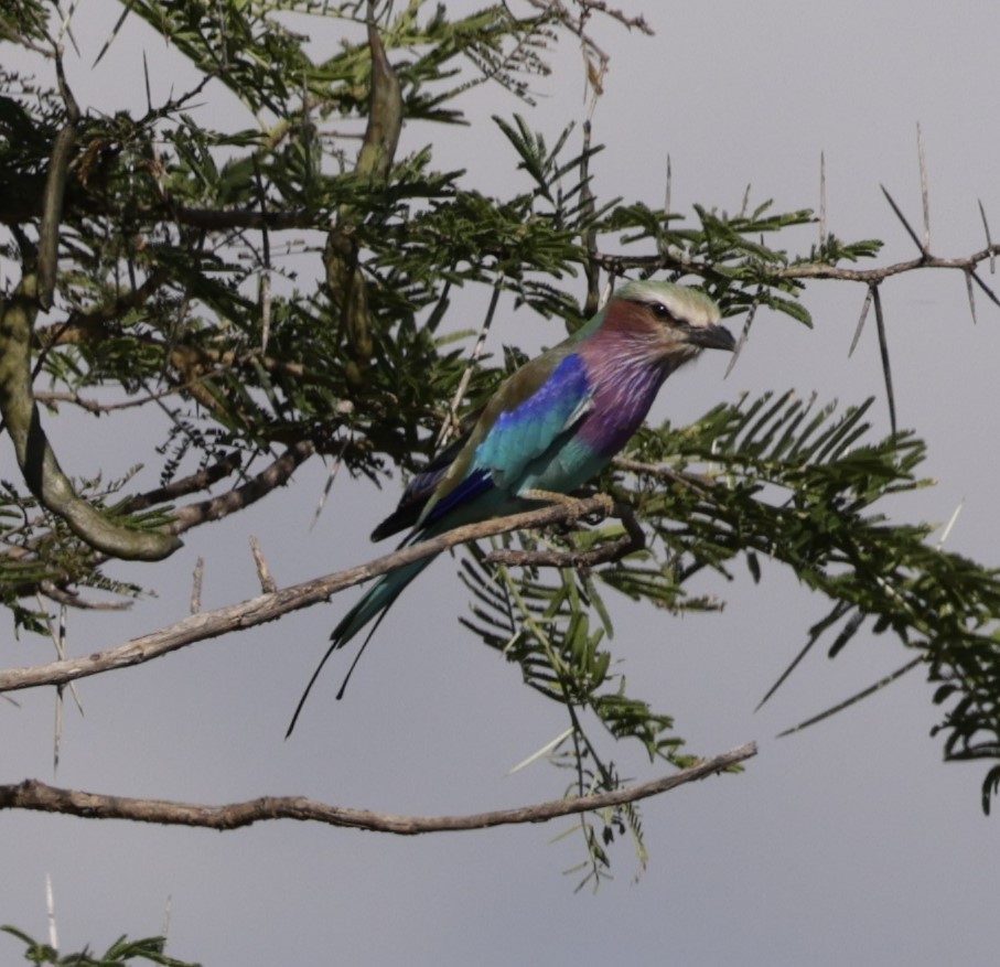 Lilac-breasted Roller - ML619840659