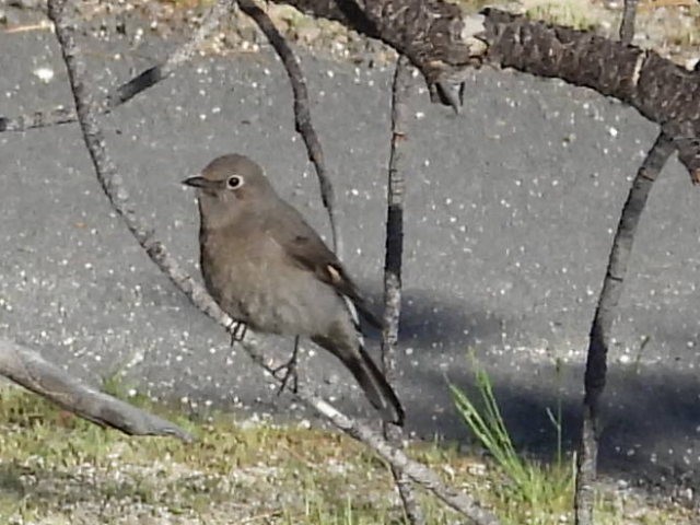 Townsend's Solitaire - ML619840660