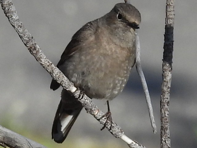 Townsend's Solitaire - ML619840661