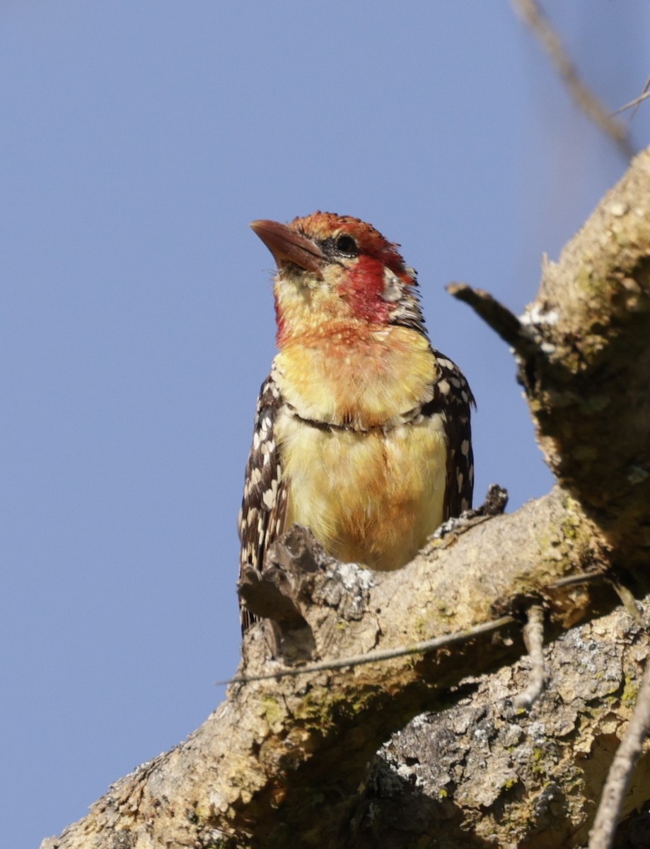 Red-and-yellow Barbet - ML619840663