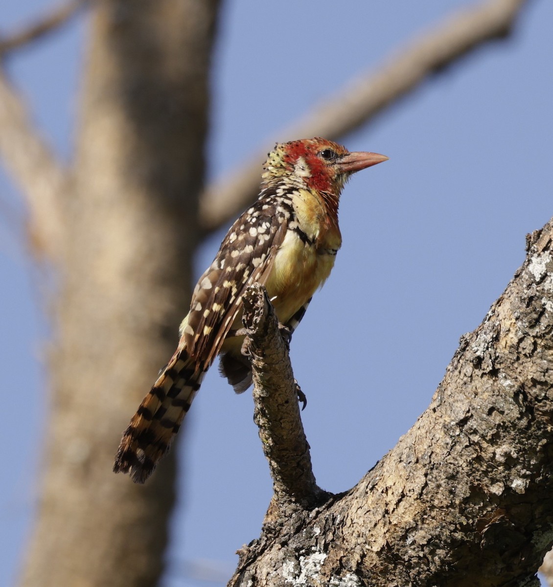Red-and-yellow Barbet - ML619840664
