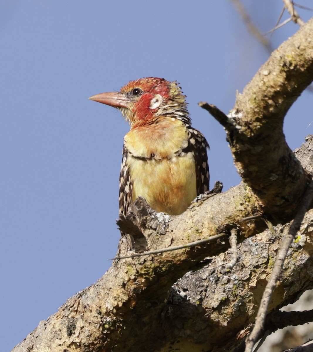 Red-and-yellow Barbet - ML619840665
