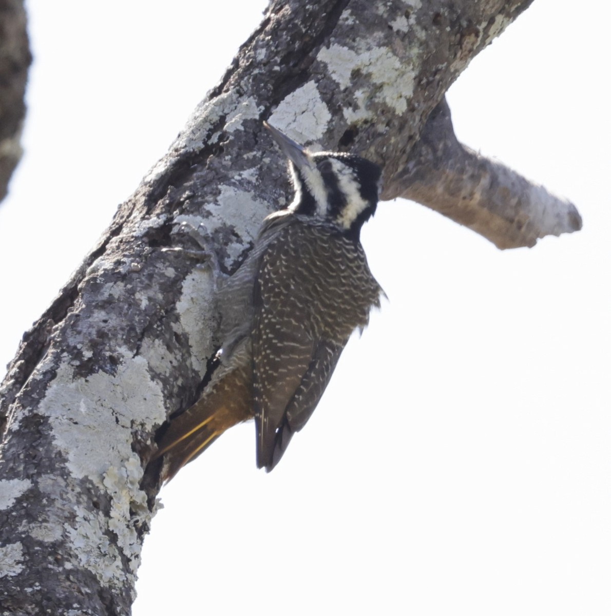 Bearded Woodpecker - ML619840675