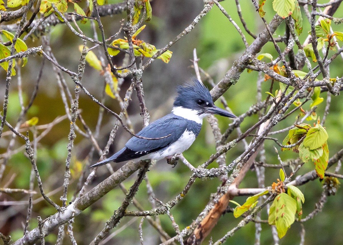 Belted Kingfisher - ML619840679