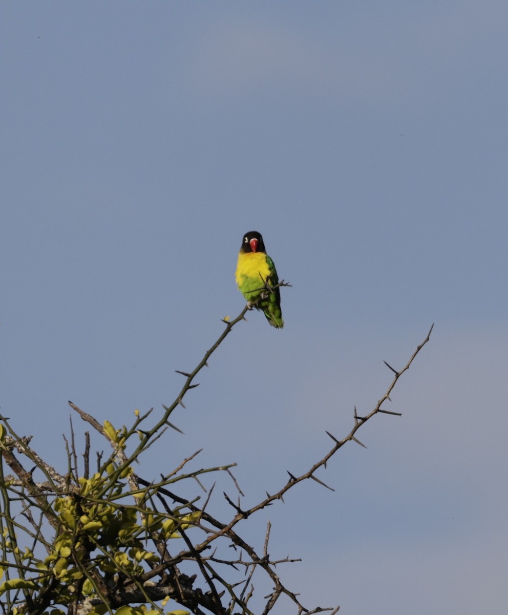 Yellow-collared Lovebird - Pelin Karaca