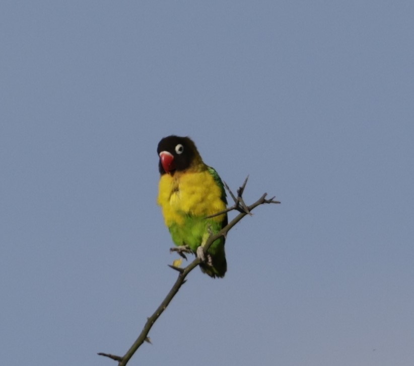 Yellow-collared Lovebird - ML619840681