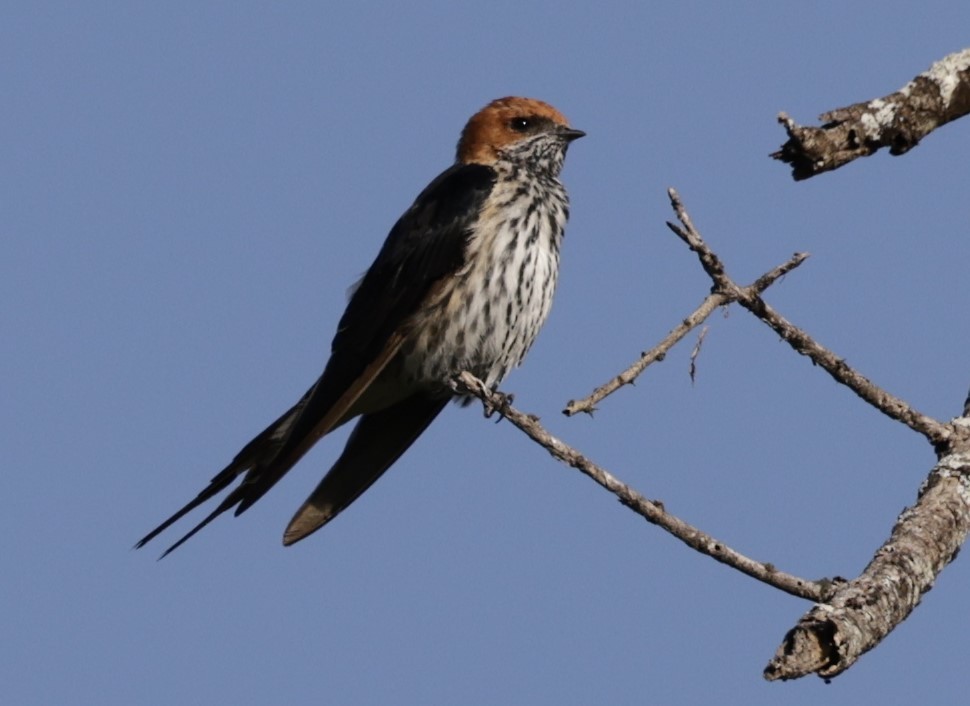 Lesser Striped Swallow - ML619840694