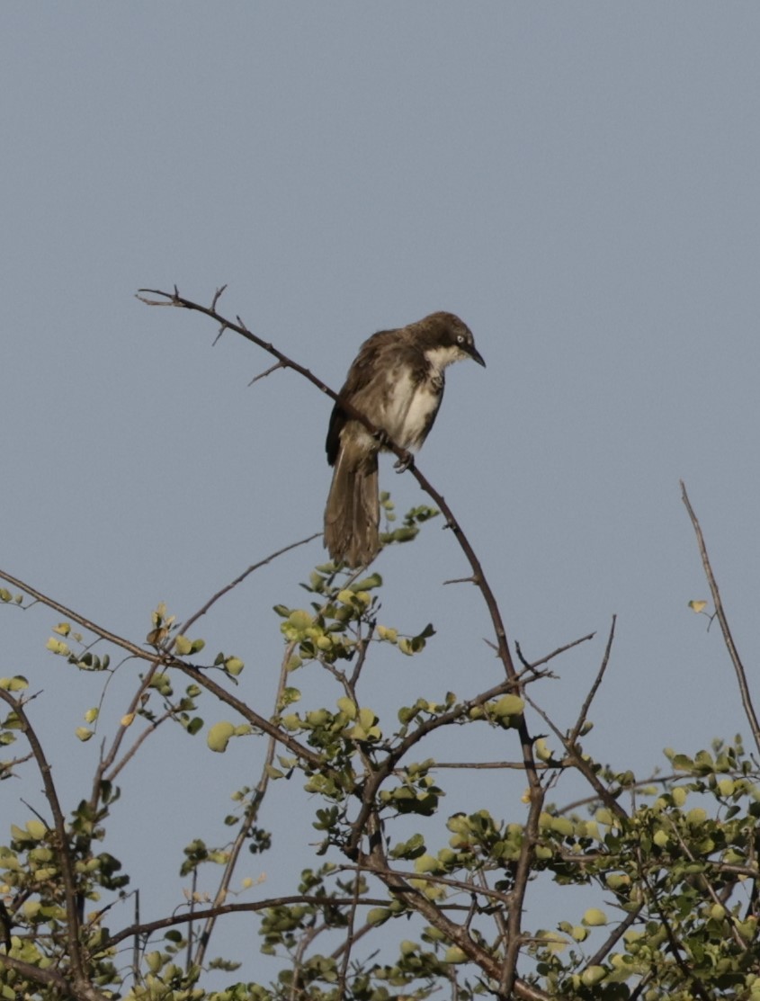 Northern Pied-Babbler - ML619840705