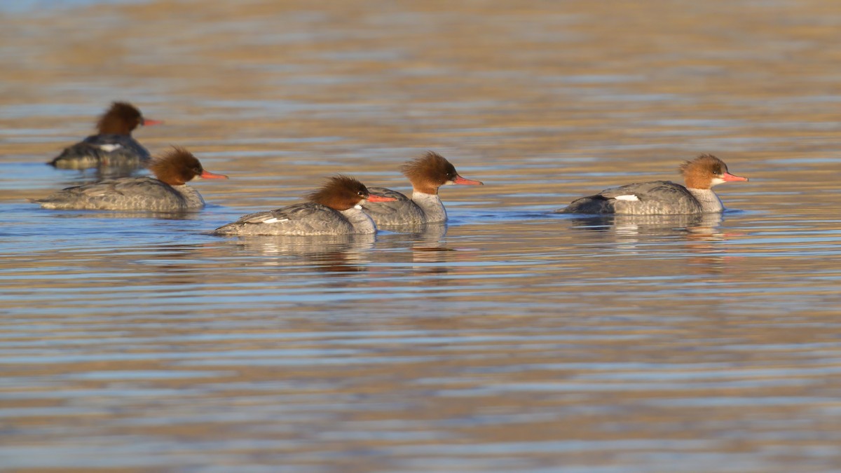 Common Merganser - ML619840710