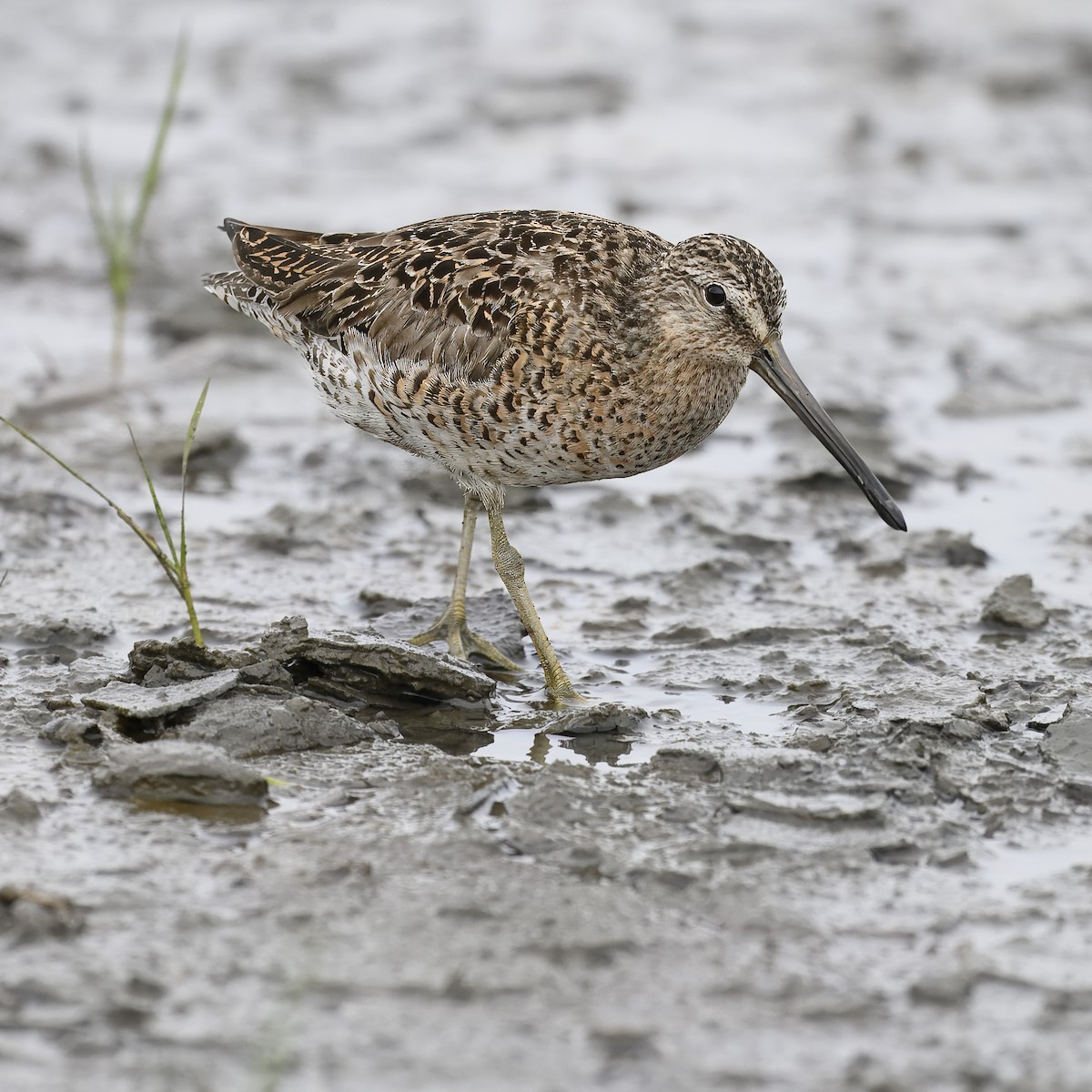 Short-billed Dowitcher - ML619840721