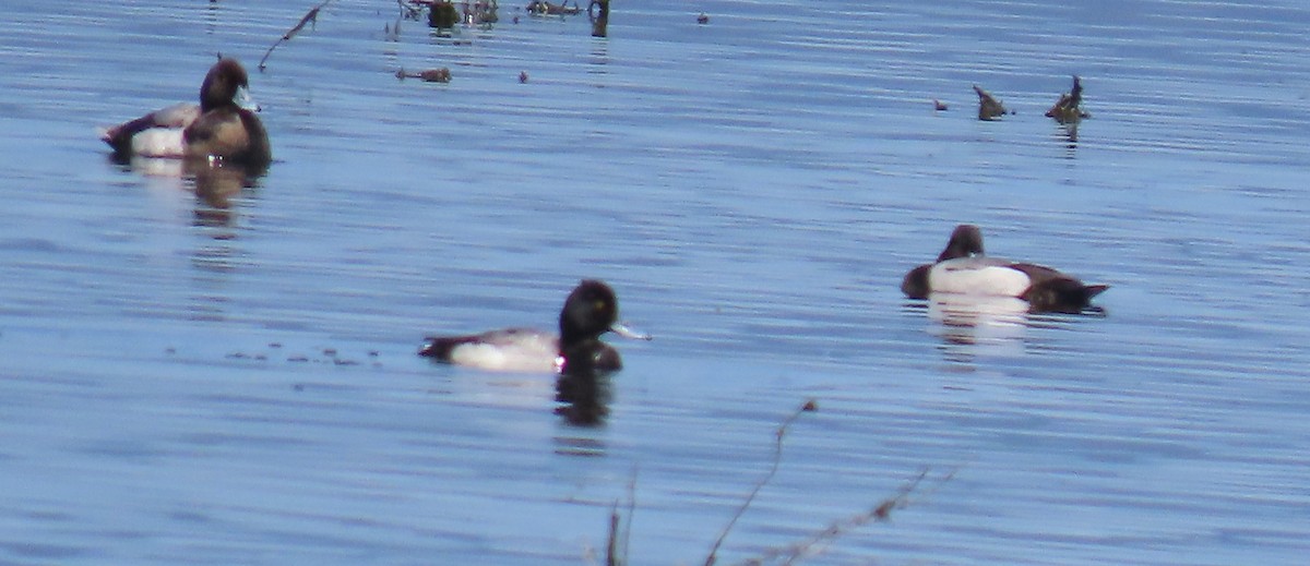 Greater Scaup - ML619840728