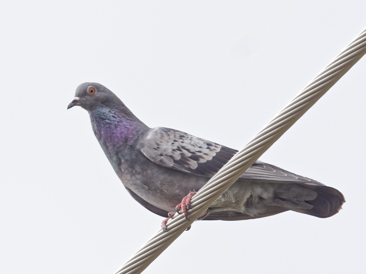 Rock Pigeon (Feral Pigeon) - ML619840760