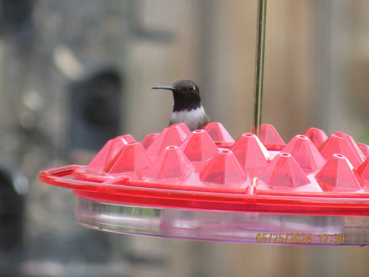 Black-chinned Hummingbird - ML619840769