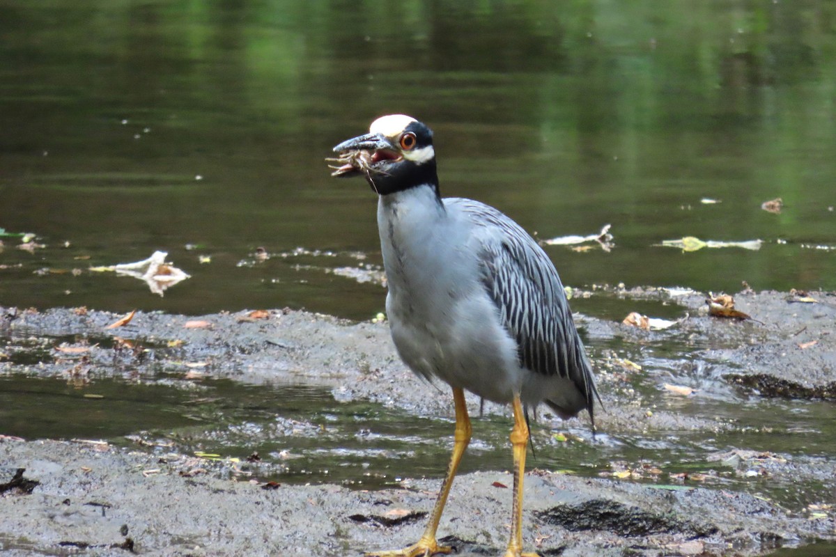 Yellow-crowned Night Heron - ML619840771