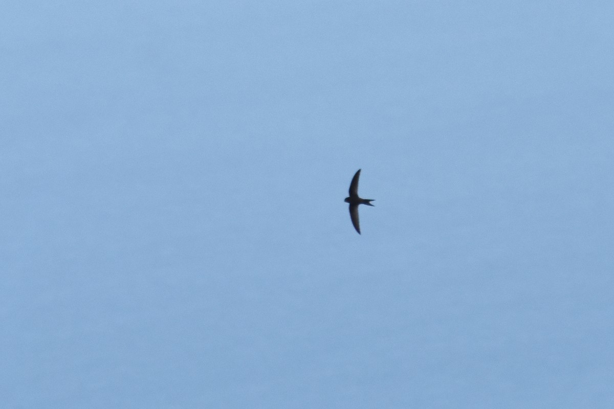 Martinet unicolore - ML619840779