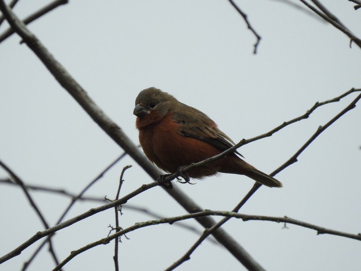 Ruddy-breasted Seedeater - ML619840783