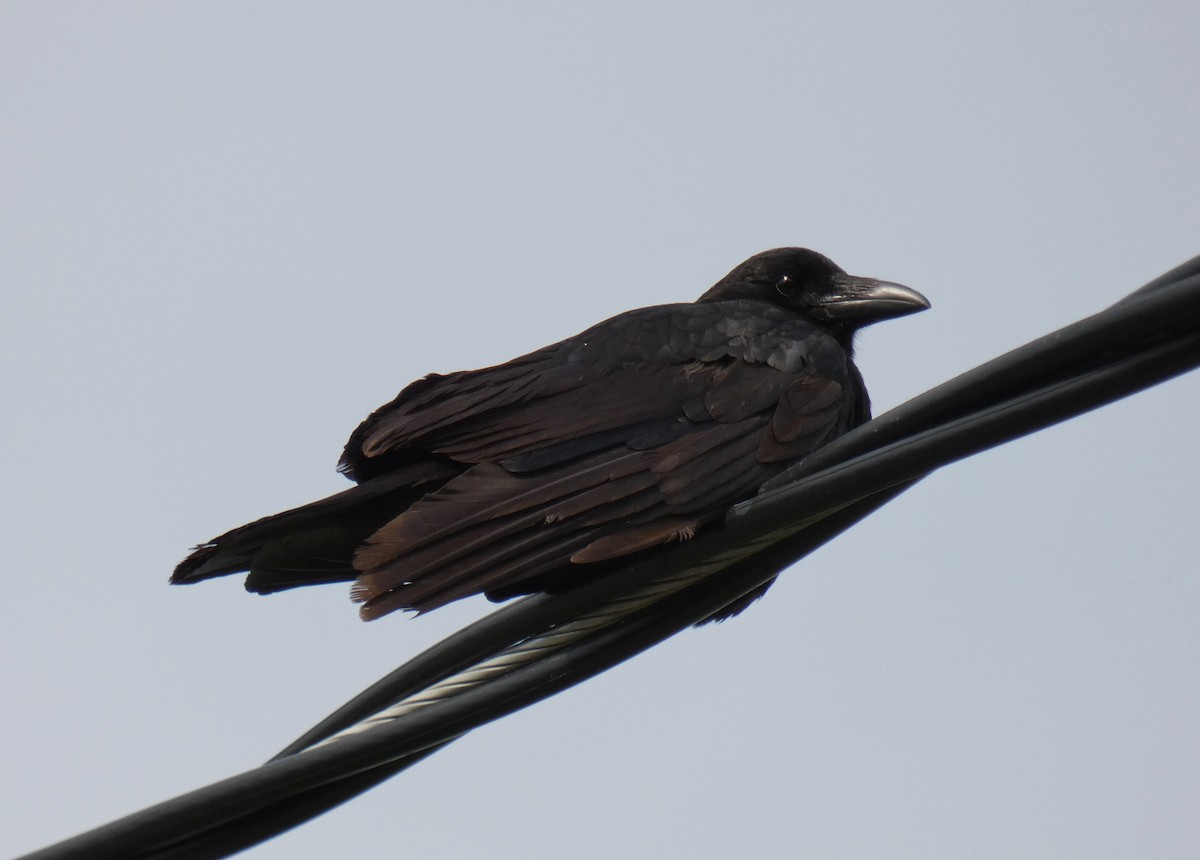 American Crow - ML619840795