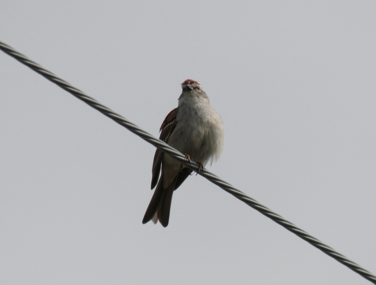 Chipping Sparrow - ML619840825
