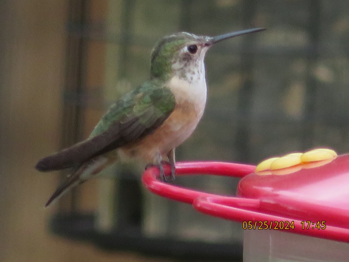 Broad-tailed Hummingbird - ML619840826