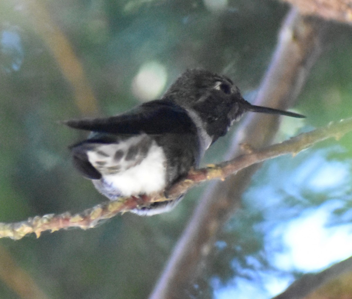 Anna's Hummingbird - ML619840835