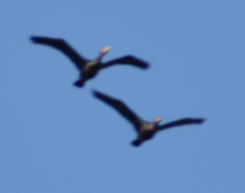 Double-crested Cormorant - ML619840846
