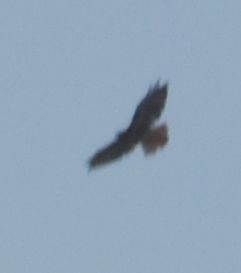 Red-tailed Hawk - ML619840859
