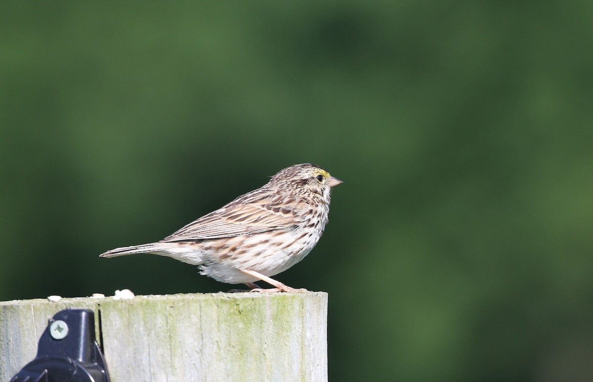 Savannah Sparrow - ML619840871