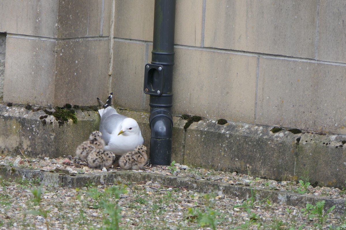 Common Gull - ML619840875