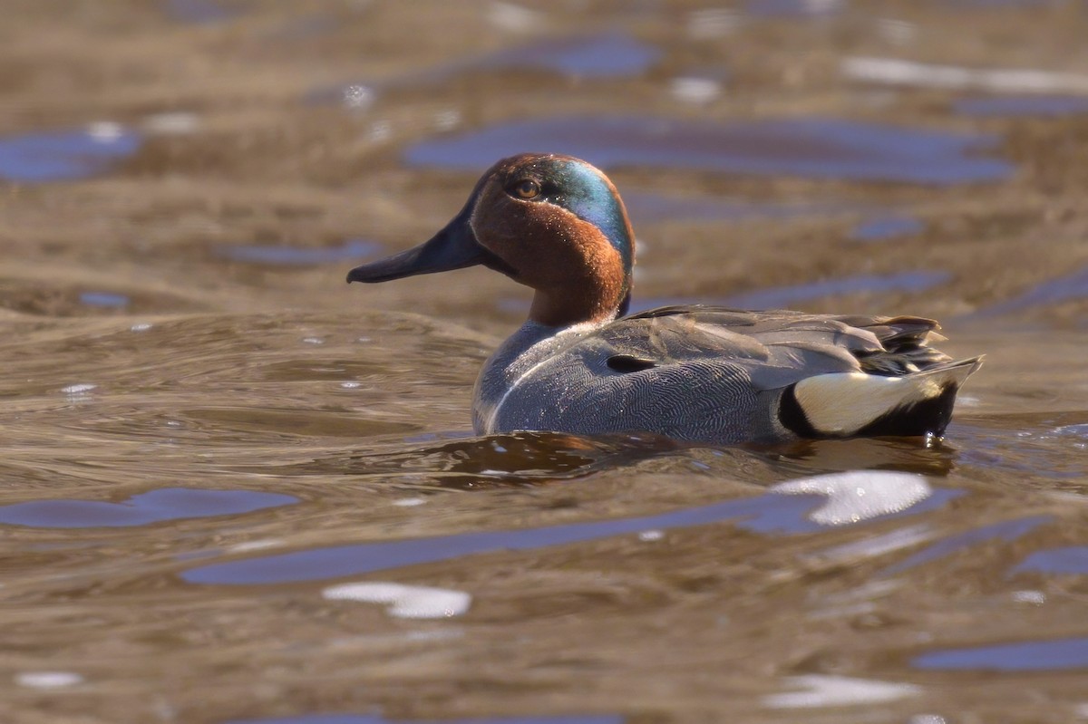 Green-winged Teal - ML619840882