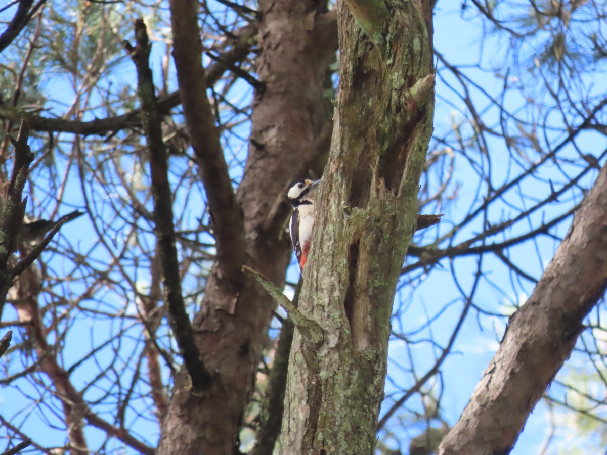Great Spotted Woodpecker - ML619840890