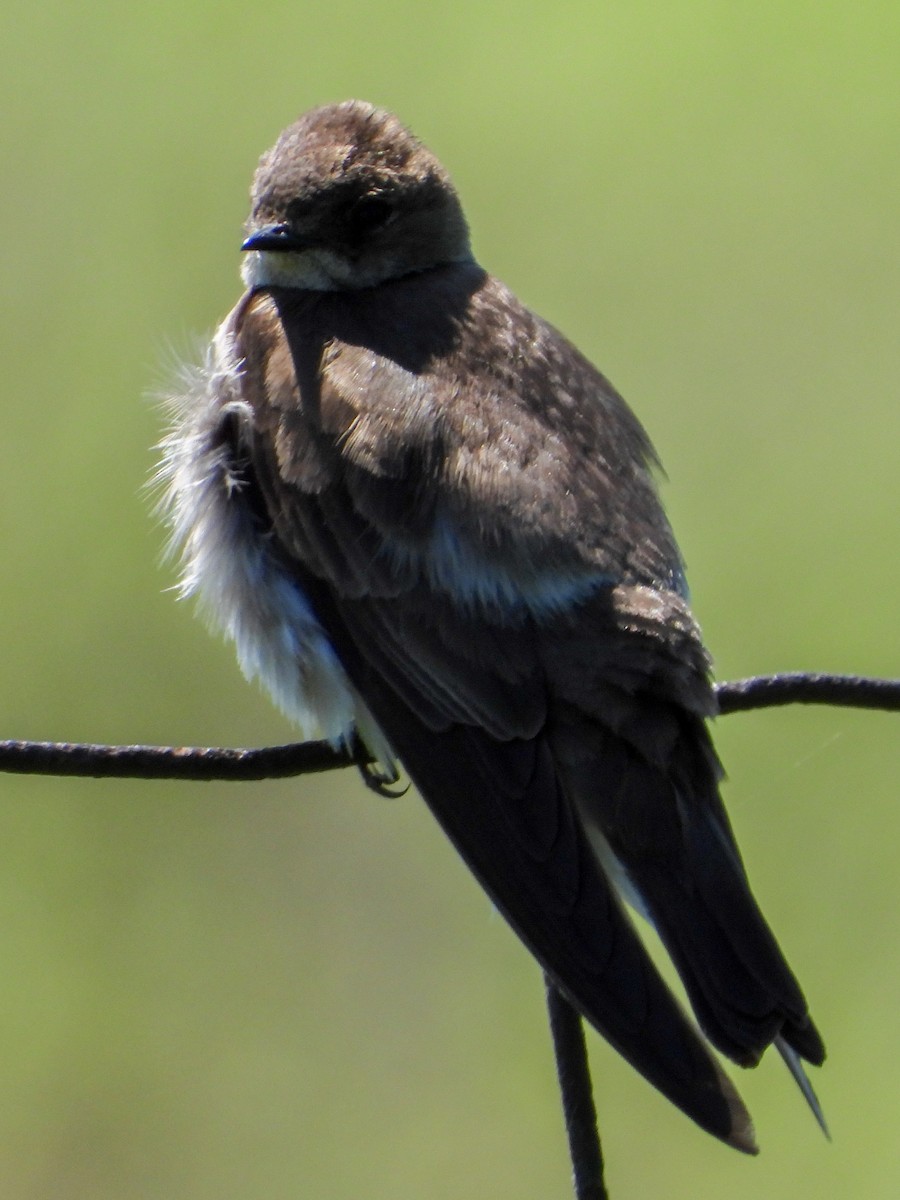 Northern Rough-winged Swallow - ML619840892