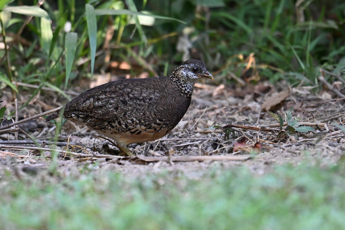 Scaly-breasted Partridge - ML619840908