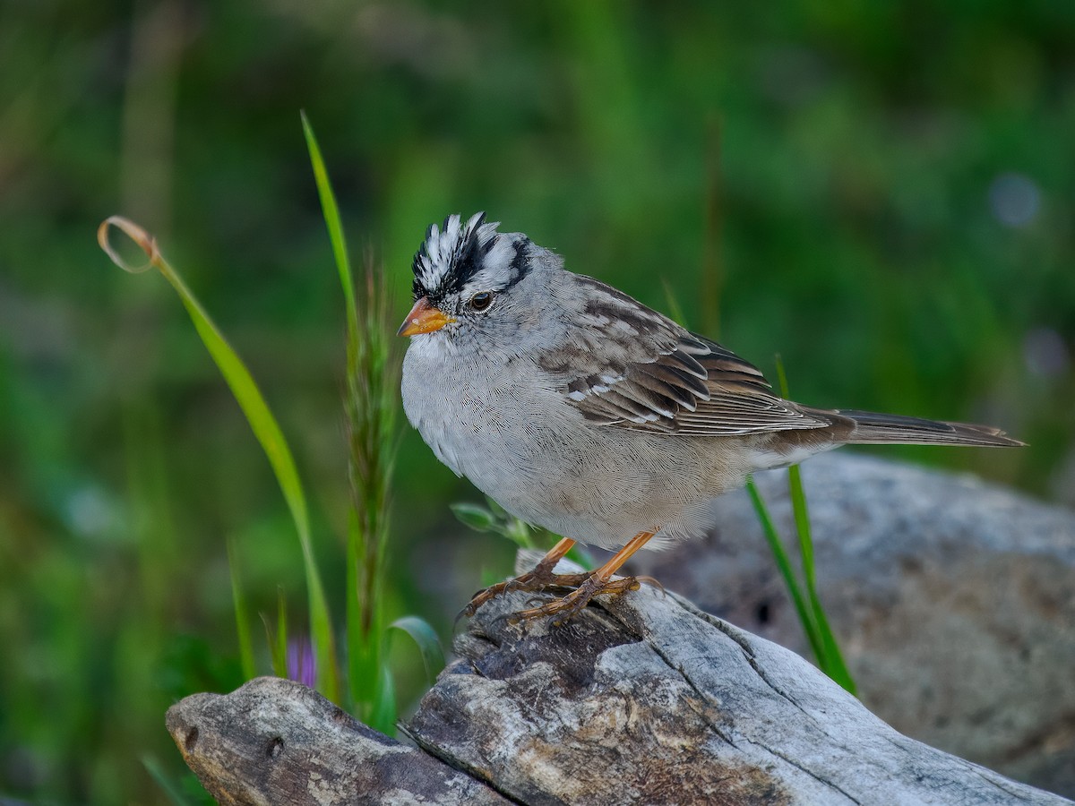 White-crowned Sparrow - ML619840918