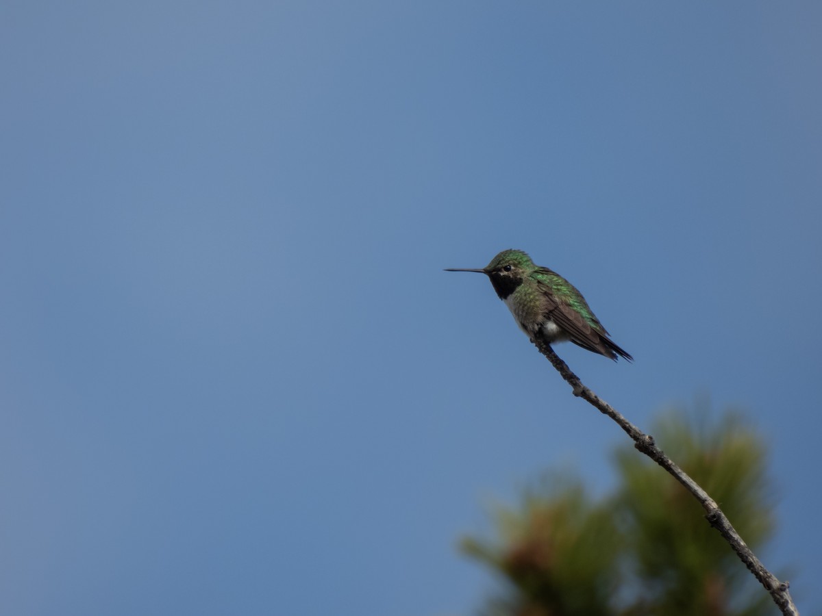 Broad-tailed Hummingbird - ML619840924