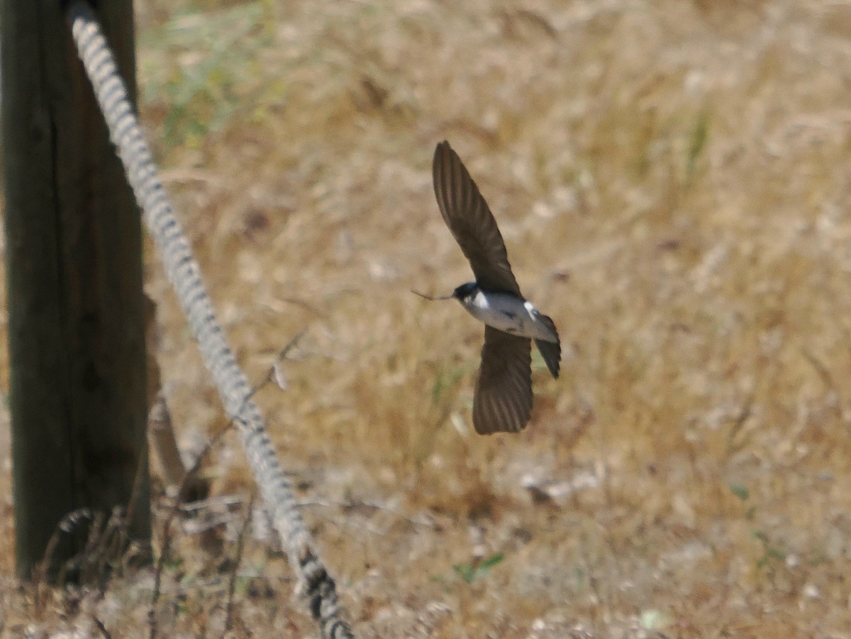 Tree Swallow - ML619840934