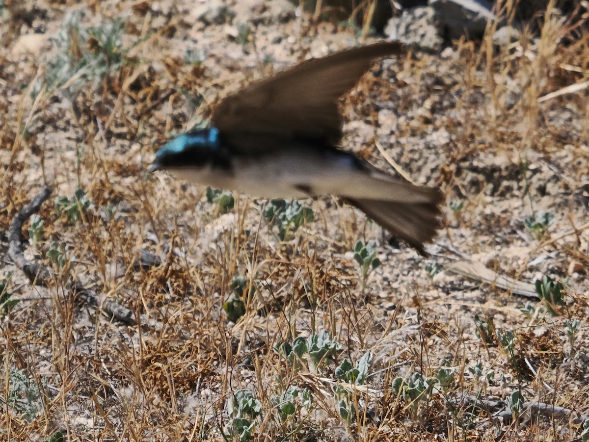 Tree Swallow - ML619840935