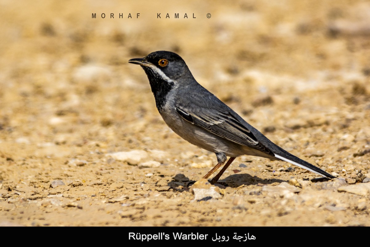 Rüppell's Warbler - ML619840938