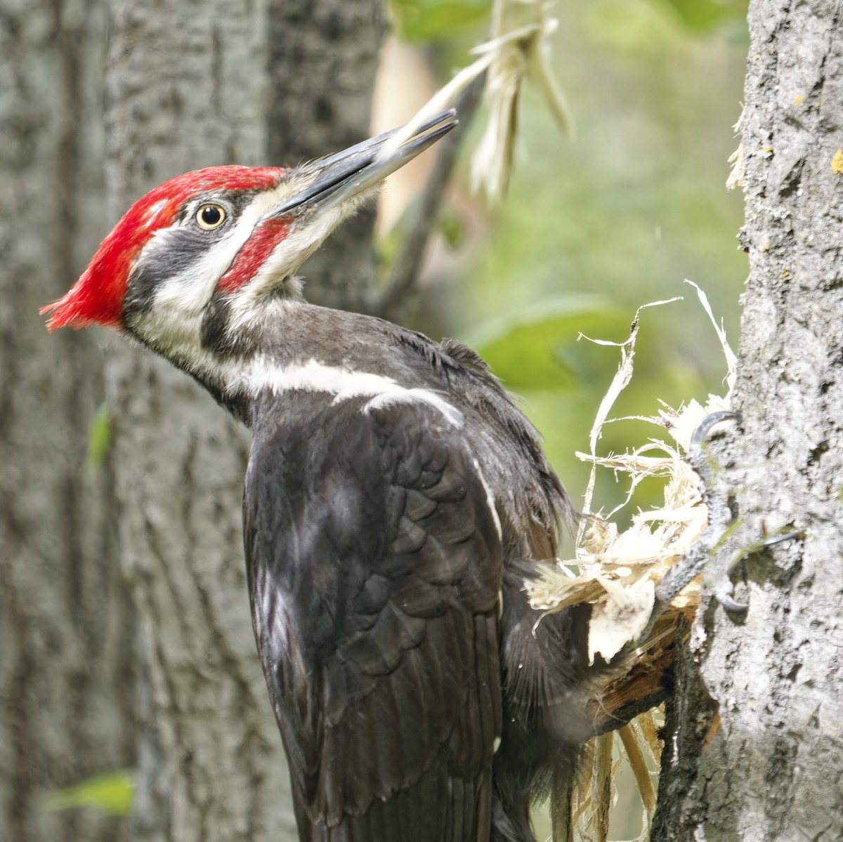Pileated Woodpecker - ML619840949