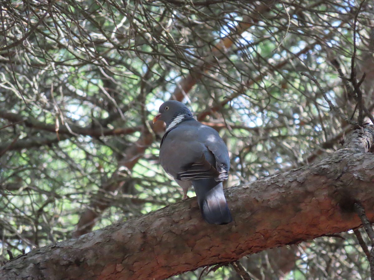 Common Wood-Pigeon - ML619840953