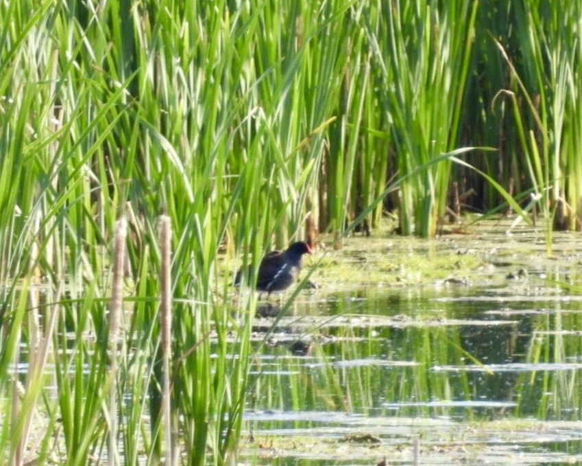 Common Gallinule - ML619840955