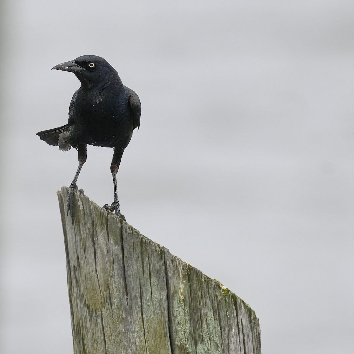 Boat-tailed Grackle - ML619840957
